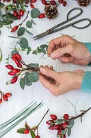 Woman assembling bundles of rosehips and Eucalyptus foliage ready for making a wreath.