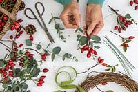 Assembling bundles of rosehips and Eucalyptus foliage ready for making a wreath