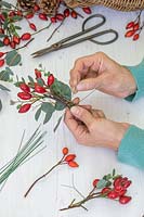 Woman wiring bundles of rosehips and Eucalyptus foliage ready for making a wreath.