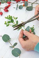 Woman cutting a sprig of Eucalyptus ready for making a wreath.
