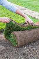 Unrolling turf ready for laying a lawn