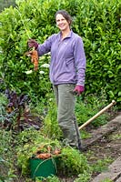 Woman harvesting overgrown carrots 