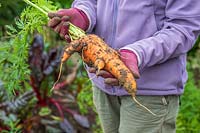 Woman holding an overgrown carrot