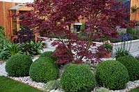 Acer surrounded by neatly clipped topiary balls in the Tesco 'Every Little Helps' garden at BBC Gardener's World Live 2017