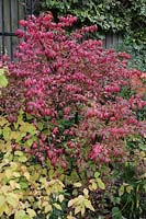 Euonymous alatas - Spindle - and Cornus by fence