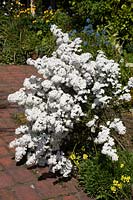 Olearia stellulata in a bed spilling over paved area