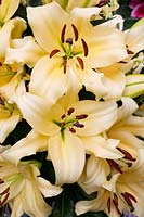 Lilium orientale 'Shine On' - Oriental Lily