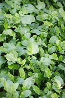 Brassica - Mustard 'Caliente' - a green manure crop 