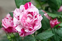 Rosa 'Ferdinand Pichard' - Rose 