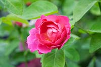 Rosa The Herbalist syn. 'Aussemi' - Rose