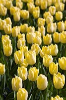 Tulipa 'Sunny Prince' - Single Early Group Tulip