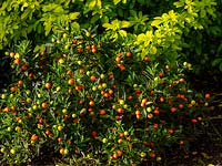 Solanum pseudocapsicum with berries growing near Choisya ternata 'Sundance' - Mexican Orange Blossom 