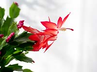 Schlumbergera - Christmas Cactus - in flower