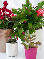 Collection of houseplants: Schlumbergera - Christmas Cactus in flower with succulents in pots including kalanchoe blossfeldiana - Flaming Katy - and a Cyclamen in a pot