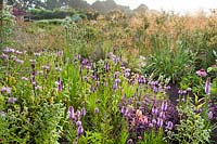 Monarda fistulosa, Liatris spicata, Sedum 'Karfunkelstein', Echinacea purpurea, Eryngium juccifolium and Stipa gigantea in prairie bed