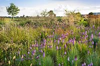 Prairie planting including Liatris spicata, Stipa gigantea, Eryngium, Monarda,  Pennisetum messaicum 'Red Bunny Tails'