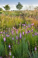 Prairie or naturalistic planting including: Liatris spicata, Stipa gigantea, Eryngium, Pennisetum messaicum 'Red Bunny Tails'