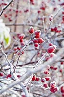 Rosa - Rose - rosehips with frost