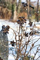 Paeonia suffruticosa seed heads in snowy garden