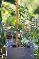 Young tomato in metal kitchen pot