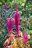 Beneficial plant in vegetable garden - Amaranthus caudatus