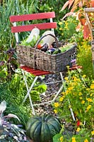 Basket of harvest in late summer garden.