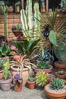 Collection of cacti and succulents at the Norfolk Olive Tree Nursery
