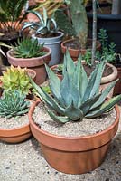 Collection of cacti and succulents in pots dressed with fine gravel
