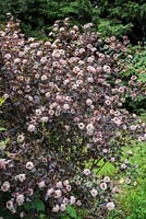Physocarpus opulifolius 'Summer Wine'