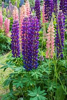 Blue and pink Lupinus - Lupin - with Verbena bonariensis not yet in flower