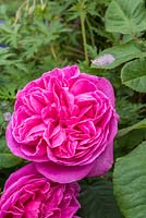 Rosa 'Sandringham' - modern shrub rose