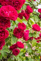 Rosa 'Chevy Chase' -  Multiflora Rambler Rose