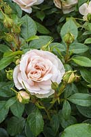 Rosa 'Champagne Moment' - floribunda rose