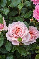 Rosa 'Joie de Vivre' - floribunda rose