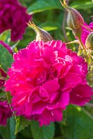 Rosa 'red grootendorst'