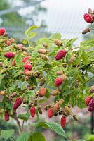 Rubus Tayberry - Tayberries in fruit cage