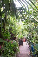 Path in small urban garden full of exotics. Planting: Trachycarpus fortune, Dicksonia Antarctica, Phyllostachys, Cordyline and Alpinia