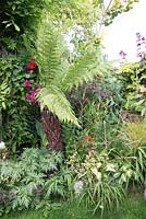 Corner of small urban garden full of exotics. Planting includes: Dicksonia Antarctica, Petunia Phyllostachys and Houttuynia cordata 'Chameleon'