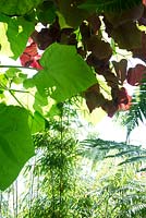 Looking up through leaves in a small urban garden full of exotics. Planting: Phyllostachys bissetii - Green Bamboo, Dicksonia Antarctica, Cercis canadensis and Paulownia tomentosa