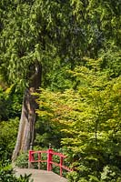 Thuja plicata - Western Red Cedar and Acer palmatum - Japanese Maple near wooden bridge in Japanese-style garden