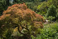 Acer palmatum 'Dissectum' - Cutleaf Japanese Maple in Japanese-style garden