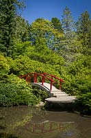 Japanese-style garden with red moon bridge over water, plants include: Acer palmatum, Viburnum, Rhododendron and Taxus cuspidata 