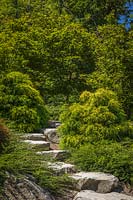Stone steps framed by Acer palmatum, Cotoneaster and Chamaecyparis pisifera - Threadleaf Cypress in Japanese-style garden