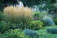 Calamagrostis x acutiflora 'Karl Foerster' - Feather Reed Grass in mixed border.