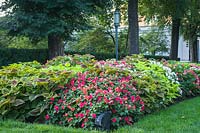 Impatiens and Plectranthus scutellarioides - Coleus in massed planting in a bed under trees