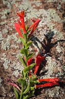 Epilobium canum ssp. garrettii - California Fuchsia blossoms and foliage against lichen-encrusted rock.