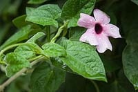Thunbergia alata 'Arizona Pink Beauty' - Black-eyed Susan Vine - blossom and foliage detail 
