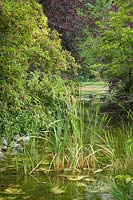Creek lined with Typha latifolia, Malus - Crabpple, Prunus cerasifera 'Thundercloud' 