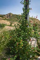 Lonicera sempervirens 'Blanche Sandman' - Honeysuckle - growing up a pillar in dry landscape