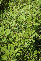 Prunus besseyi 'PO11S' syn. 'Pawnee Buttes' - Sand Cherry 